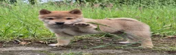 Kruising honden te koop: Shiba inu pups 8 weken (kwart pomeriaan) - Advertentie 14