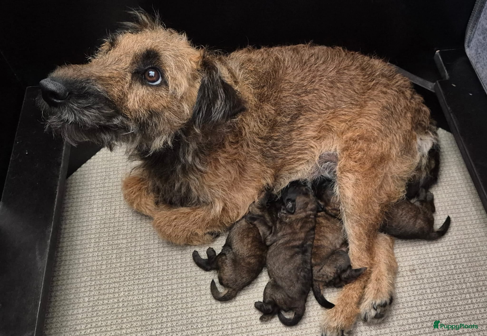 Border Terriër honden WESTFALEN TERRIER - Advertentie 1