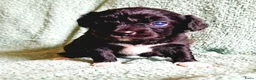 Kruising honden te koop: 3 teefjes Toy Multipoo - Advertentie 8