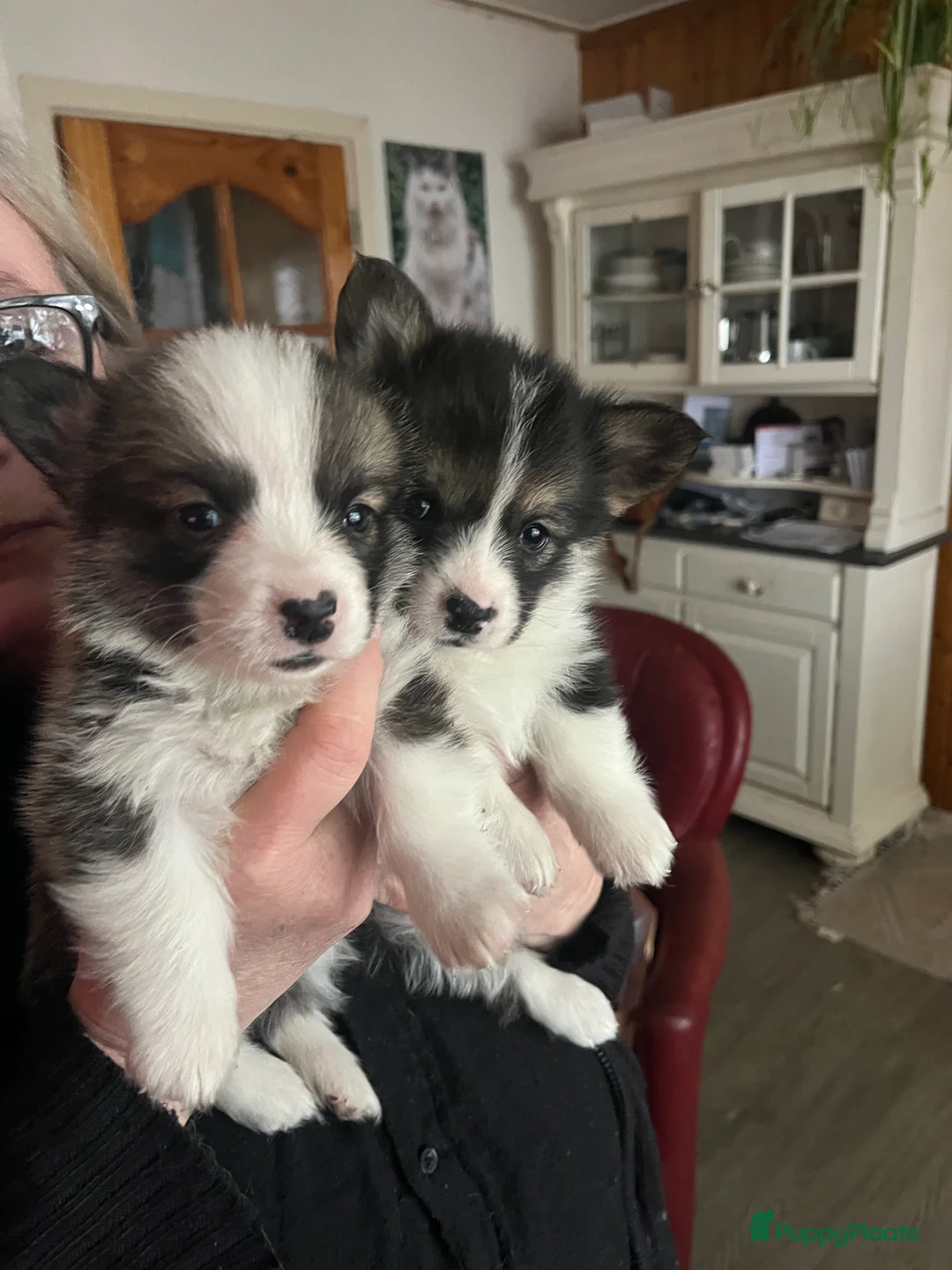 Welsh Corgi Pembroke honden te koop: Welsh Corgi Pembroke pups - Advertentie 3