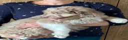 Kruising honden te koop: Mini Aussiedoodle reutjes  - Advertentie 4