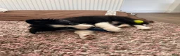 Border Collie honden te koop: Bordercollie Puppy - Advertentie 2