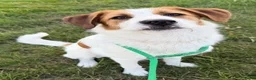 Kruising honden te koop: Woezel - Advertentie 2