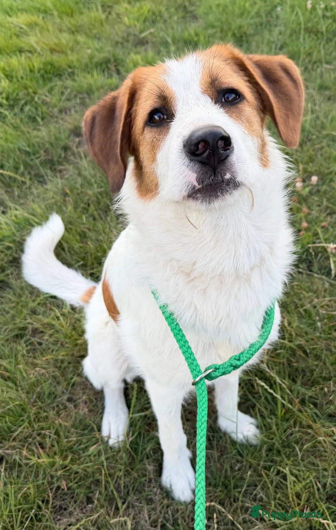 Kruising honden te koop: Woezel - Advertentie 2