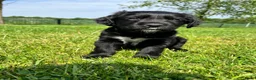 Kruising honden te koop: Kruising Labrador met Golden retriever - Advertentie 15