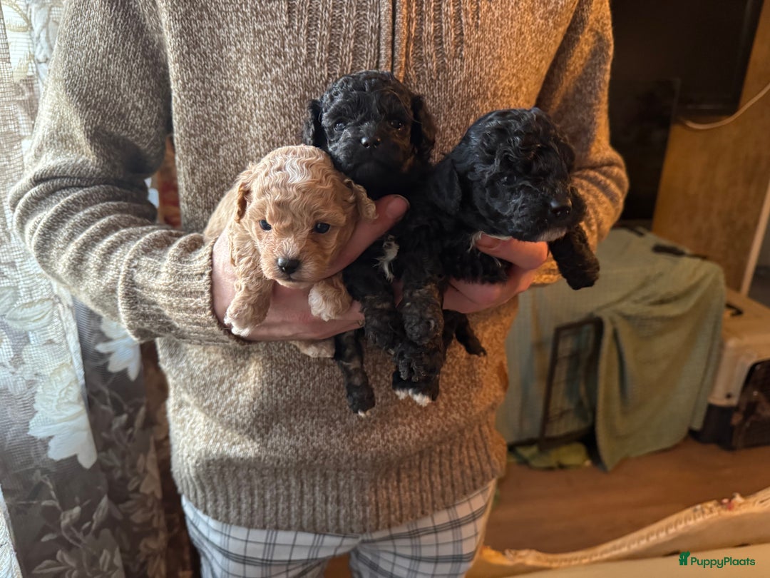 Poedel Toy honden te koop: Toy poedels  - Advertentie 14