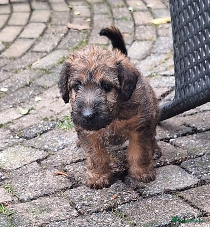 Kruising honden - Advertentie 3