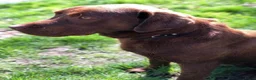 Labrador Retriever honden te koop: Labrador pups te koop in Terschuur - Advertentie 2