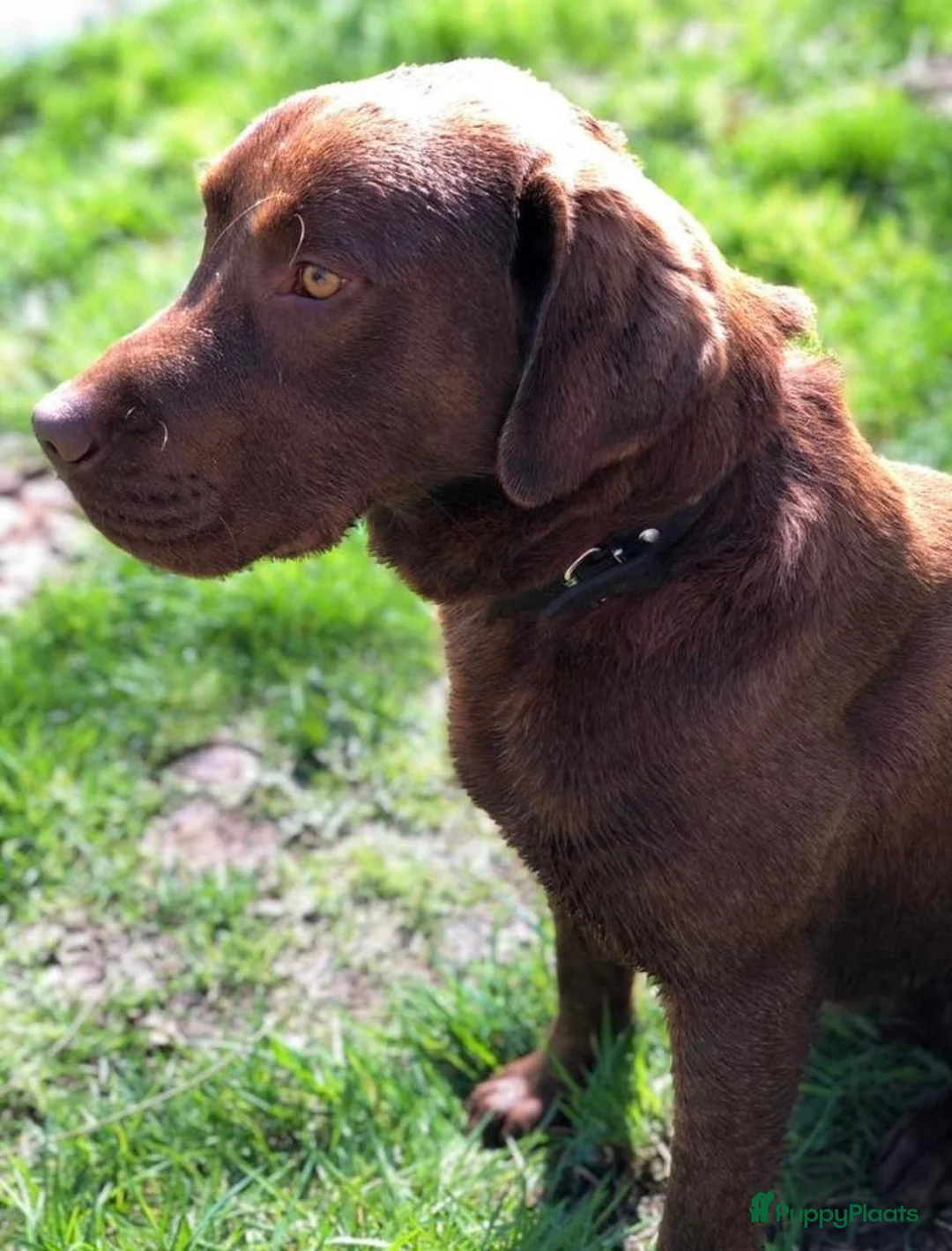 Labrador Retriever honden te koop: Labrador pups te koop in Terschuur - Advertentie 2