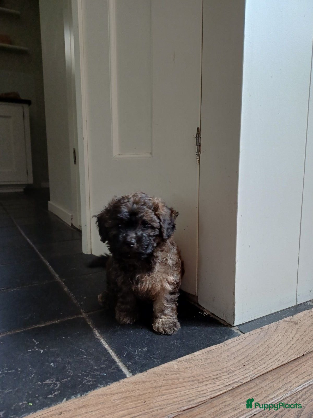 Kruising honden Schattige Sociale maltipoo x boomer puppies  - Advertentie 19