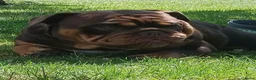 Old English Bulldog honden ter dekking: Dekreu  - Advertentie 7
