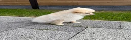 Pomeriaan honden te koop: Pomeriaan reutje - Advertentie 5