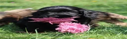 Cockapoo honden te koop: Knappe Cockapoo pups - Advertentie 5