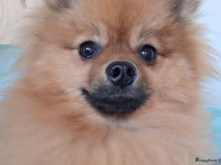 Kruising honden Mooie pomeriaan - Advertentie 16