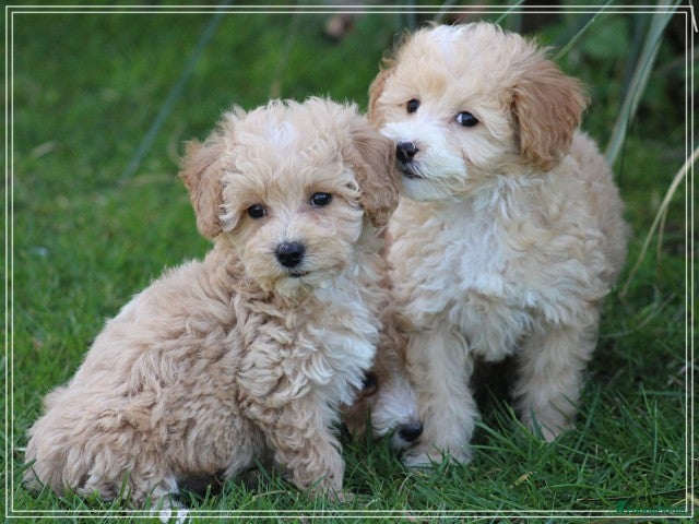 Maltipoo honden Leuke Maltipoo pups. - Advertentie 4