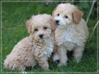Maltipoo honden Leuke Maltipoo pups. - Advertentie 4