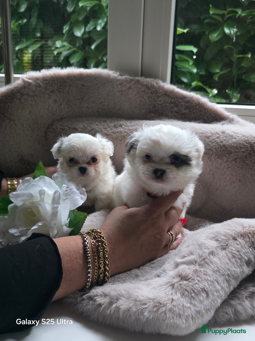 Pomchi honden te koop: Pomchi pups - Advertentie 6