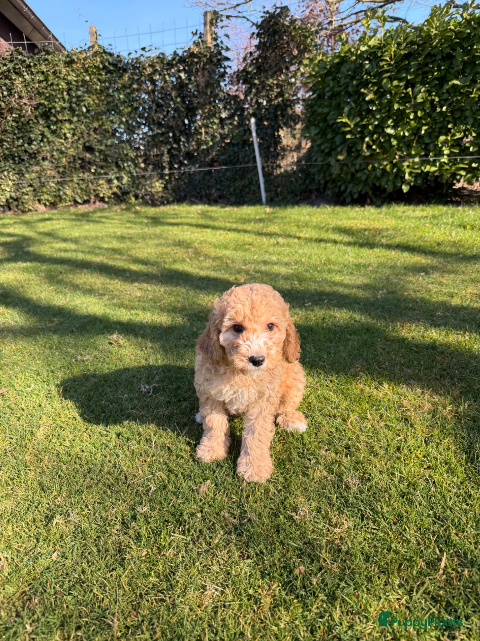 Labradoodle honden Mini Doodle (Dwerg Poedel x Mini Labradoodle) pups - Advertentie 2