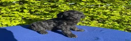 Labradoodle honden te koop: Doodle Pups - Advertentie 8