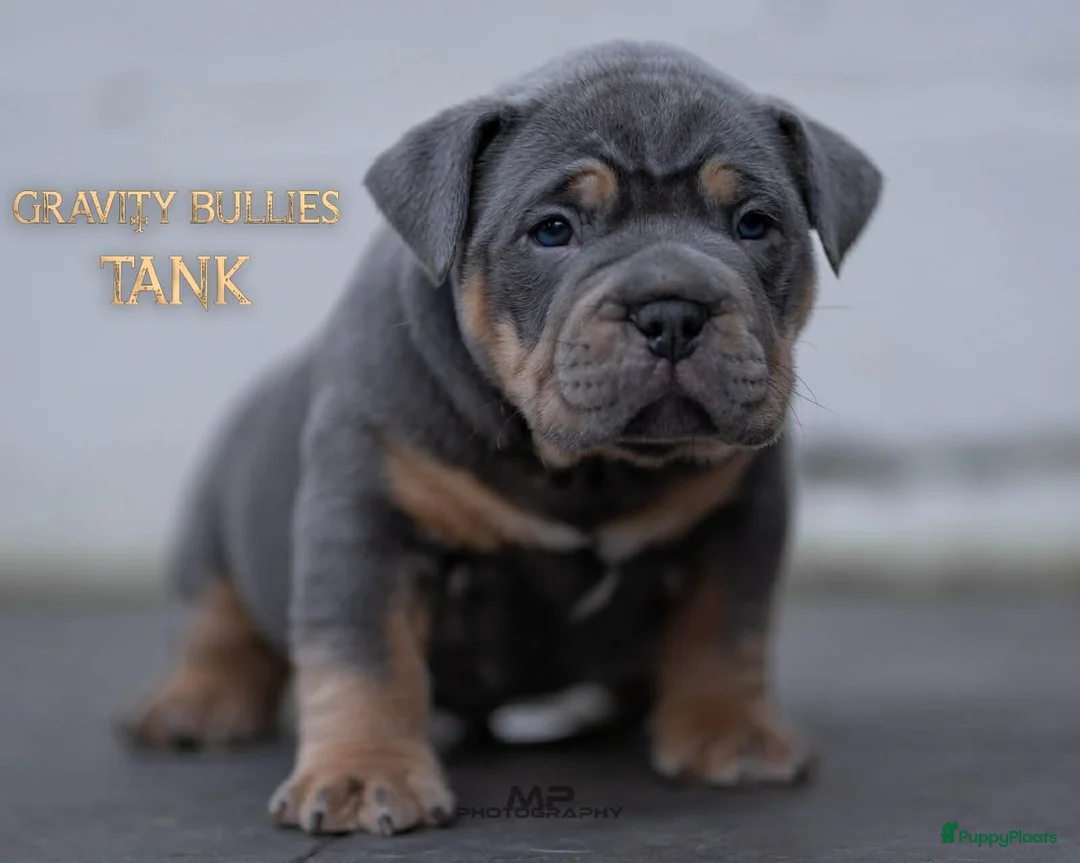 Amerikaanse Bully honden te koop: American Bully pocket pup verwacht  - Advertentie 14