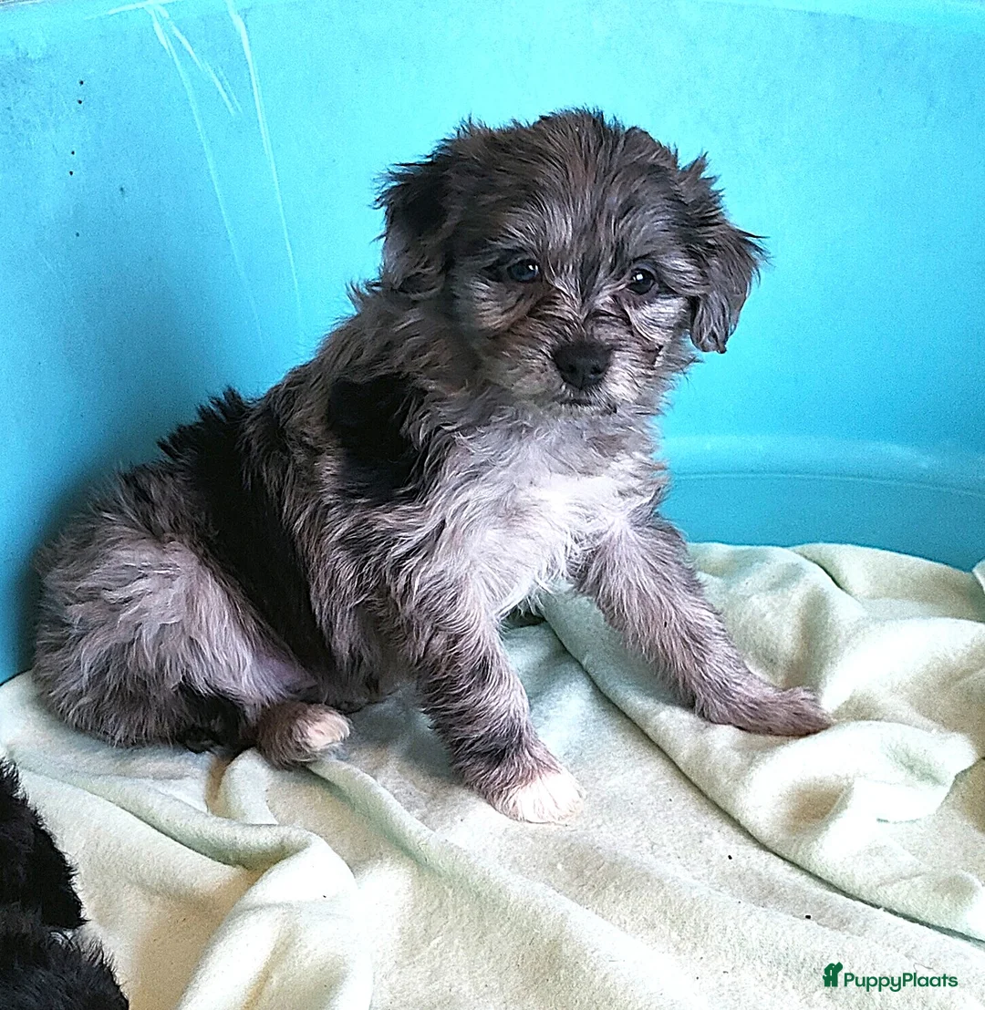 Kruising honden te koop: speelse boomer pups beide ouders aanwezig - Advertentie 10