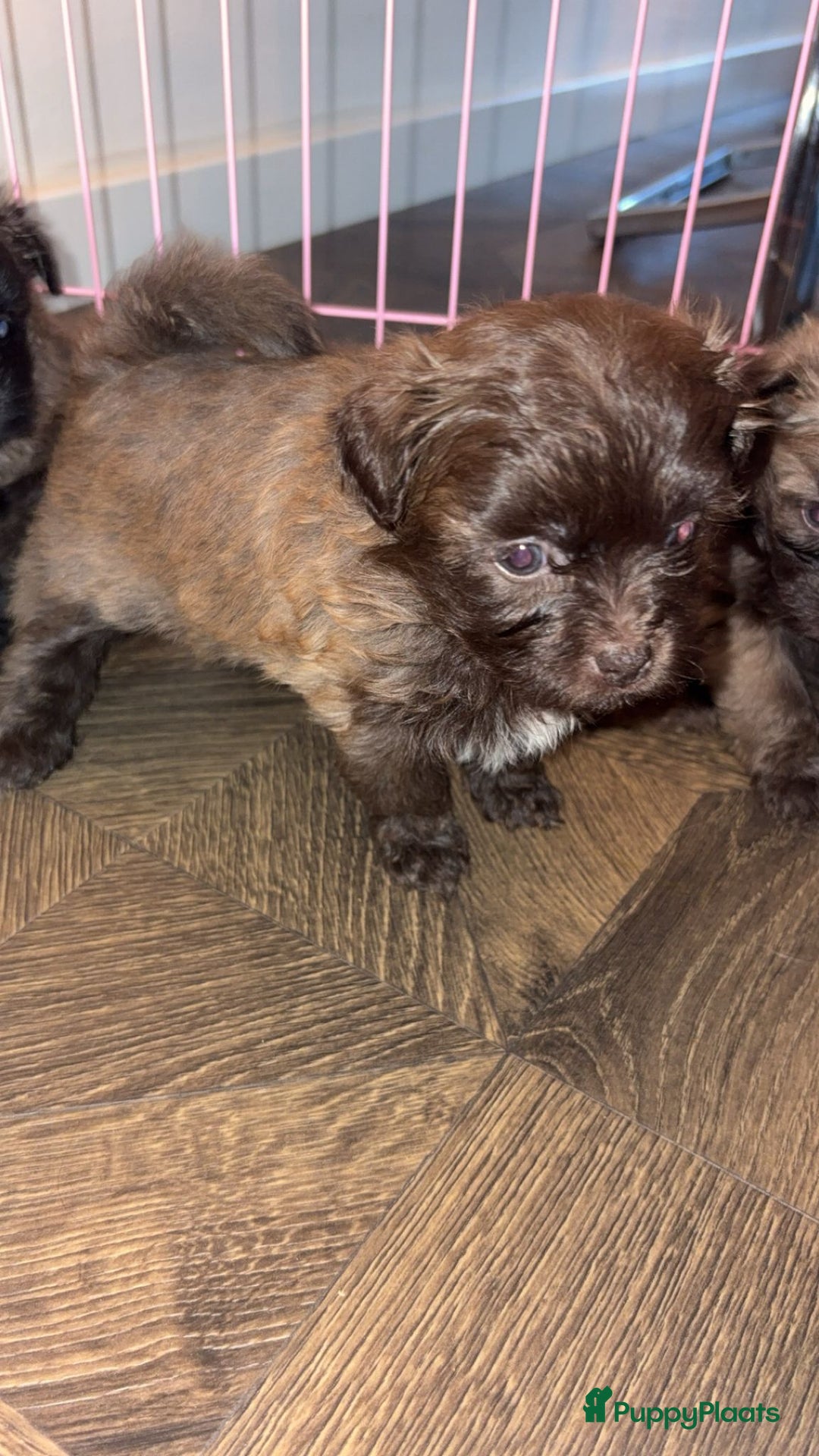 Kruising honden te koop: Lieve pups zoeken een liefdevol thuis - Advertentie 9