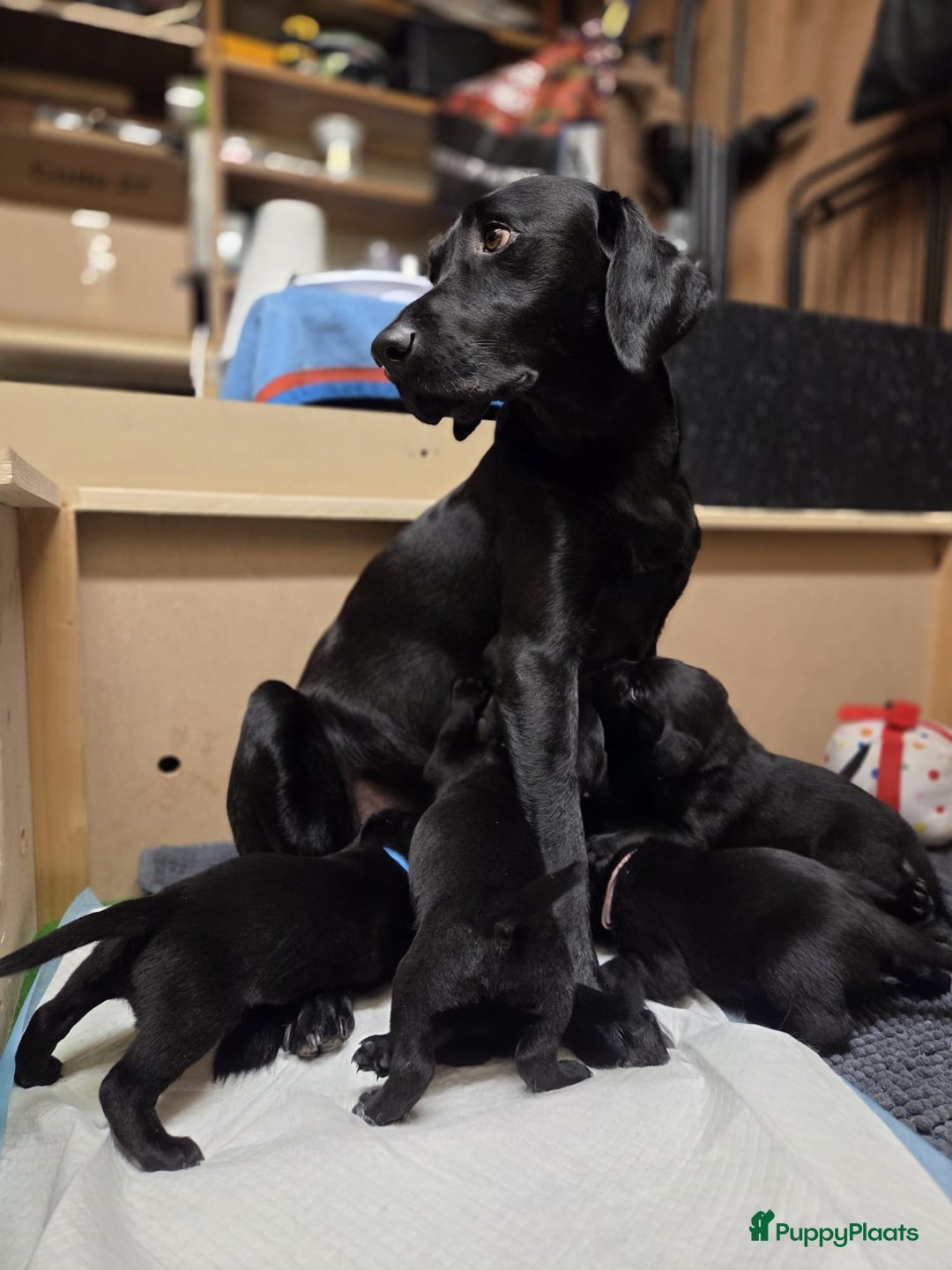 Labrador Retriever honden te koop: Fieldtrial werklijn labrador pups - Advertentie 2