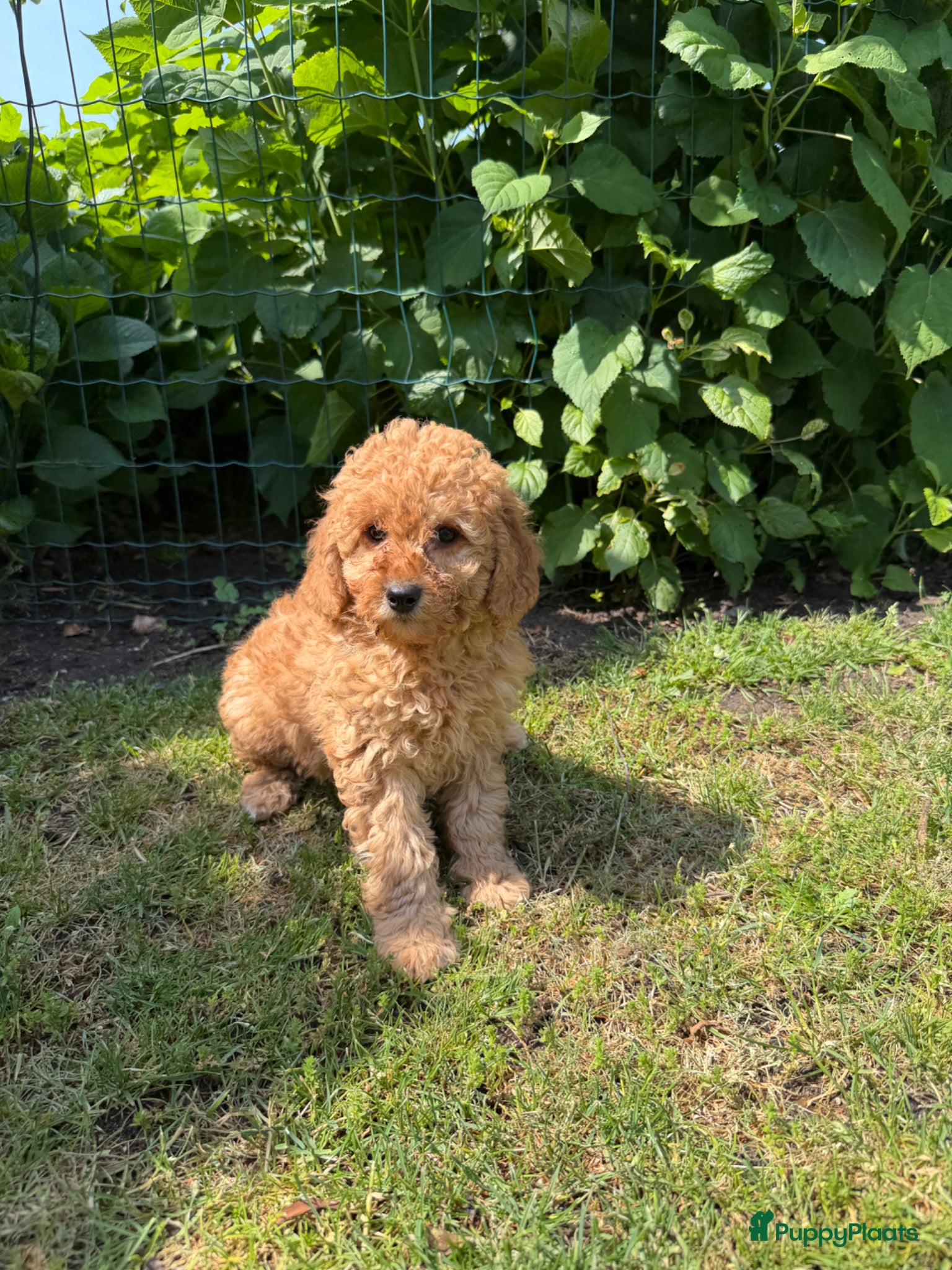 Labradoodle honden te koop: Mini Doodle (Dwergpoedel x Labradoodle) - Advertentie 12