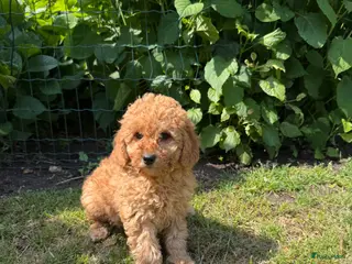 Labradoodle honden Mini Doodle (Dwergpoedel x Labradoodle) - Advertentie 4