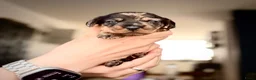 Ruwhaar Teckel honden te koop: Unieke kaninchen/dwerg teckel pups - Advertentie 3