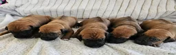 Rhodesian Ridgeback honden te koop: Prachtig Rhodesian Ridgeback reutje - Advertentie 8