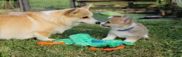 Welsh Corgi Pembroke honden te koop: Welsh Corgi Pembroke puppy's - Advertentie 4