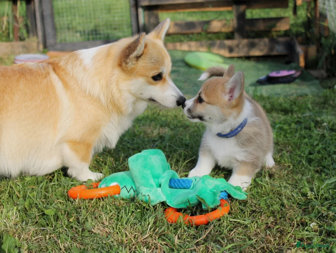 Welsh Corgi Pembroke honden te koop: Welsh Corgi Pembroke puppy's - Advertentie 4