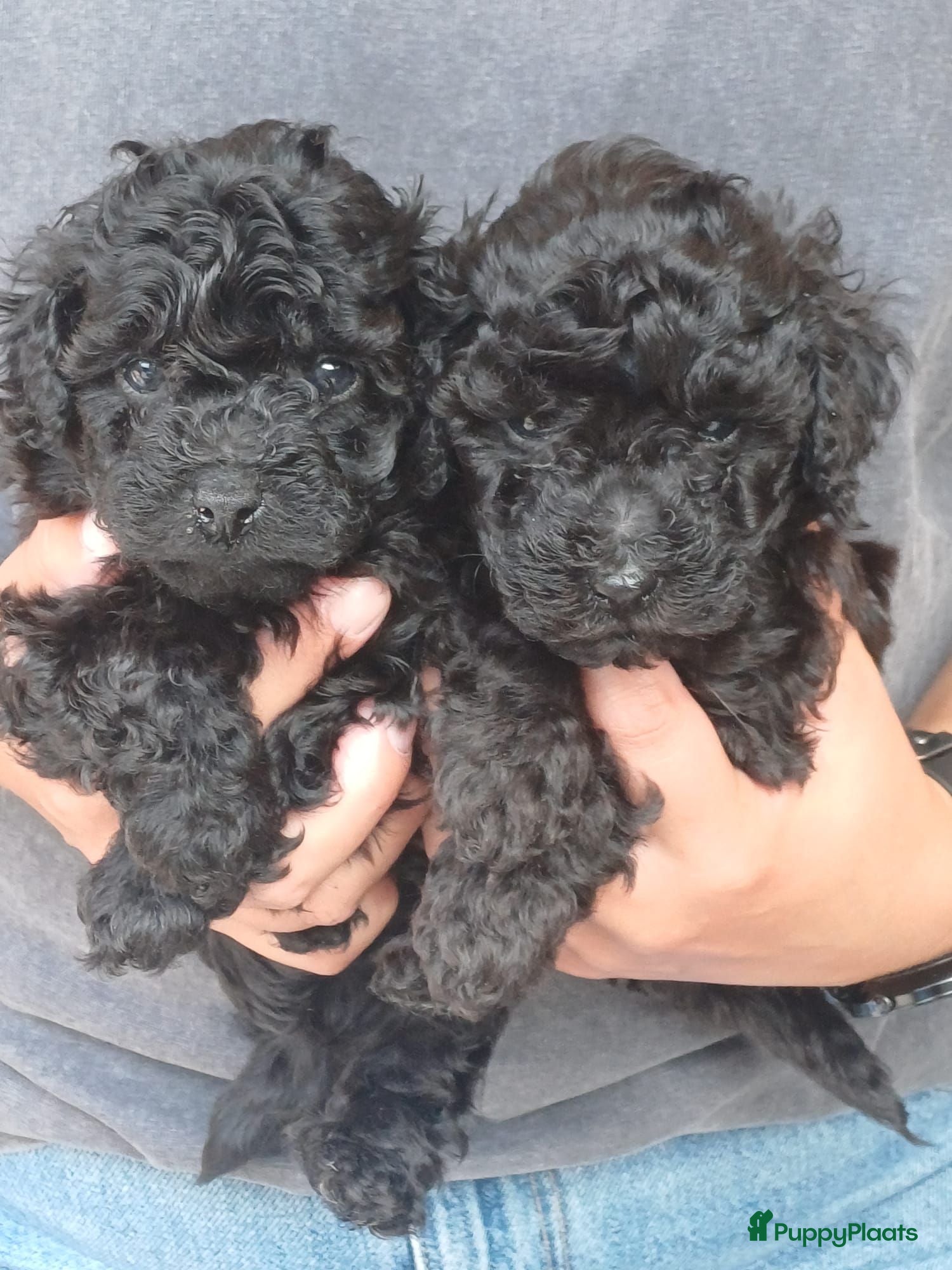 Poedel Toy honden Toypoedel x kleine Dwerg pups - Advertentie 1