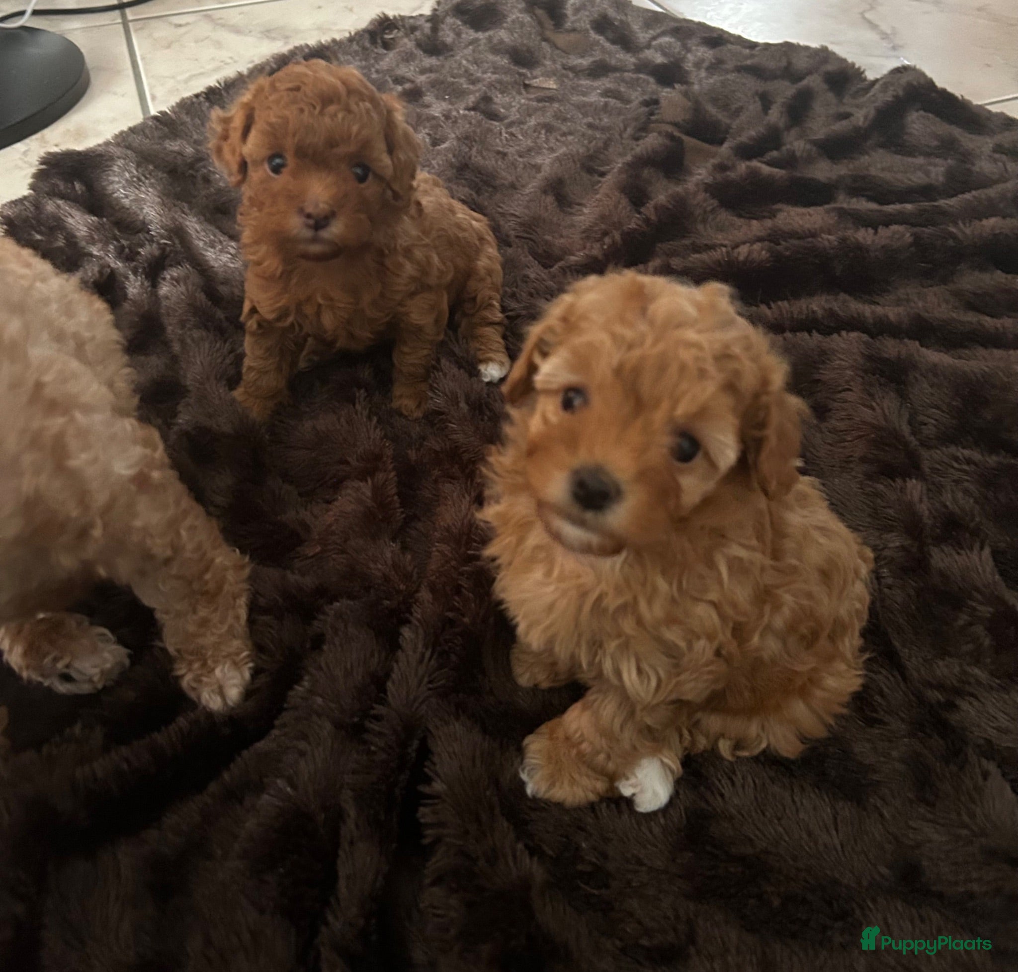 Poedel Toy honden Toy poedel puppy’s zoeken een gouden mandje  - Advertentie 1