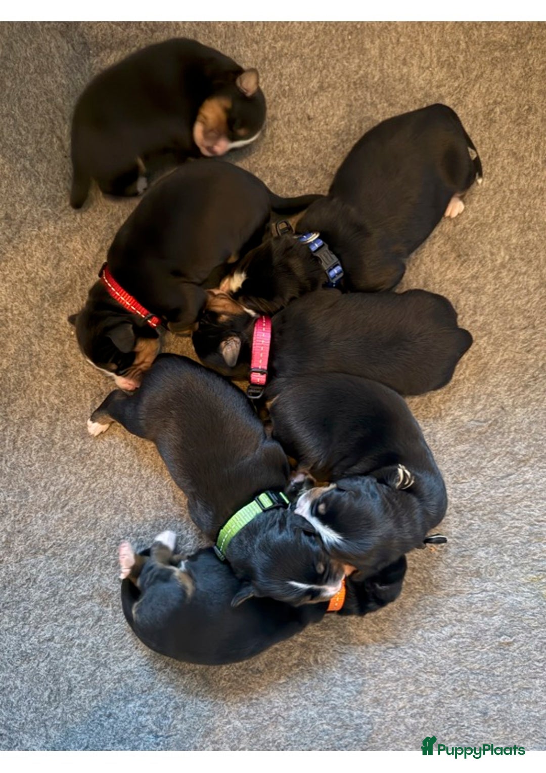 Berner Sennenhond honden te koop: Berner Sennen puppy's zoeken een liefdevol huis - Advertentie 4