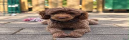 Maltipoo honden te koop: Maltipoo  - Advertentie 10