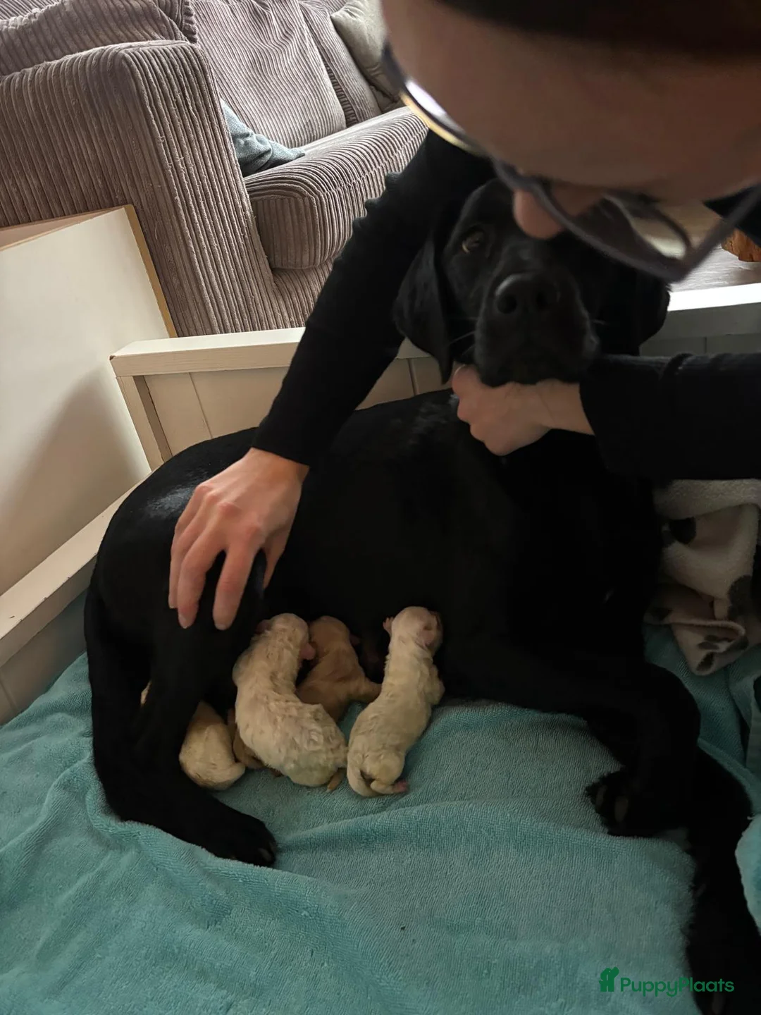 Kruising honden te koop: Maltipoo x Shih Tzu puppies - Advertentie 11