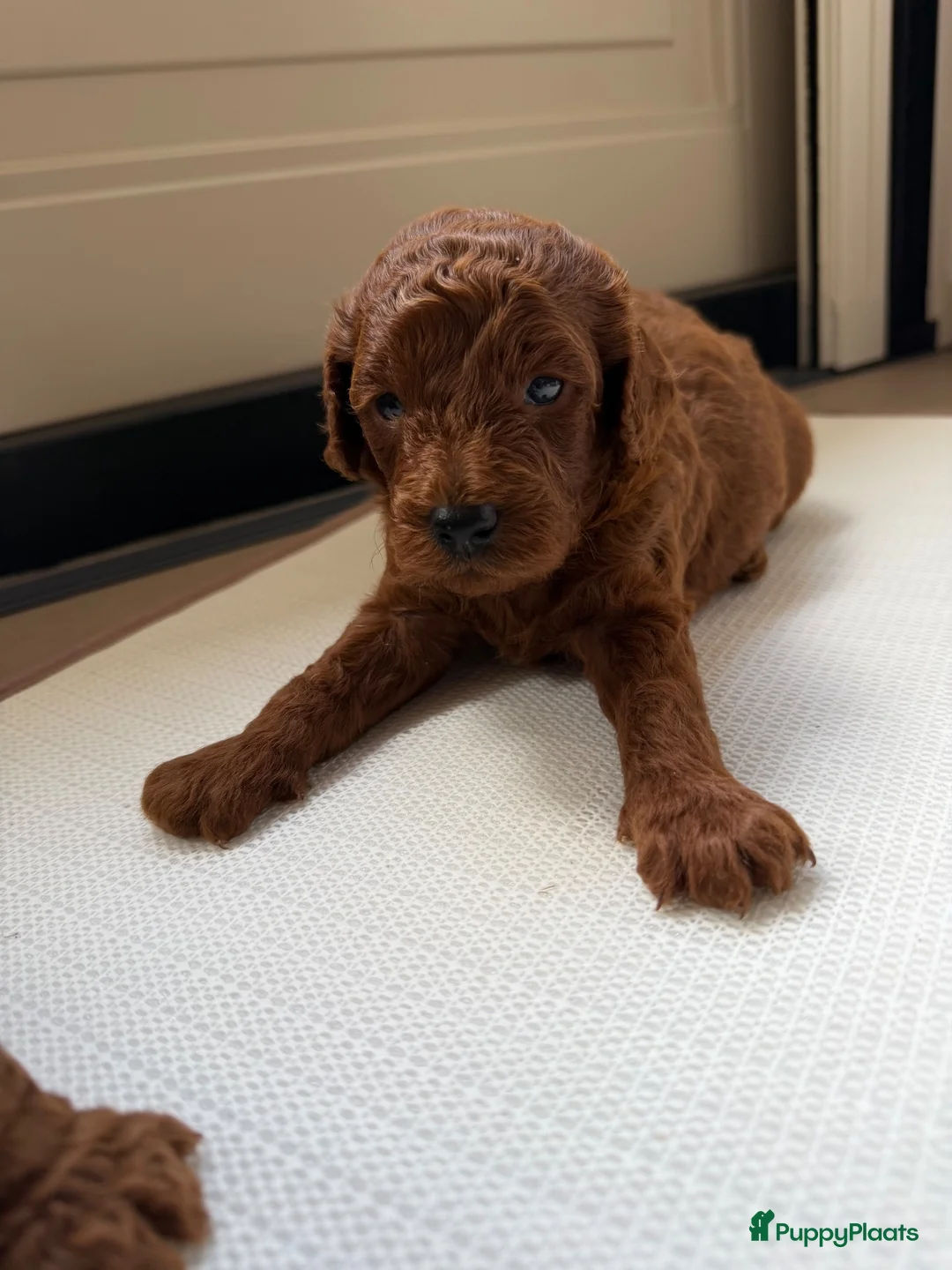 Poedel Toy honden te koop: Lieve rode toypoedel pups zoeken een warm thuis - Advertentie 2