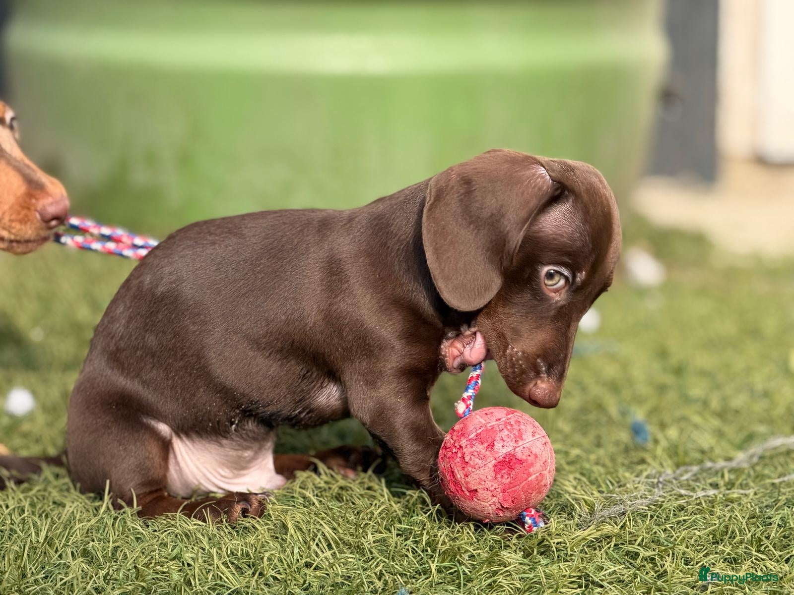 Teckel (korthaar)  honden Choco dwerg teckel - Advertentie 1