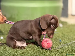 Teckel (korthaar) honden Choco dwerg teckel - Advertentie 1