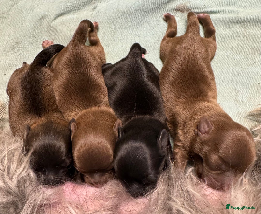 Bolonka Zwetna honden te koop: Bolonka Zwetna pups - kleine knuffels - Advertentie 13