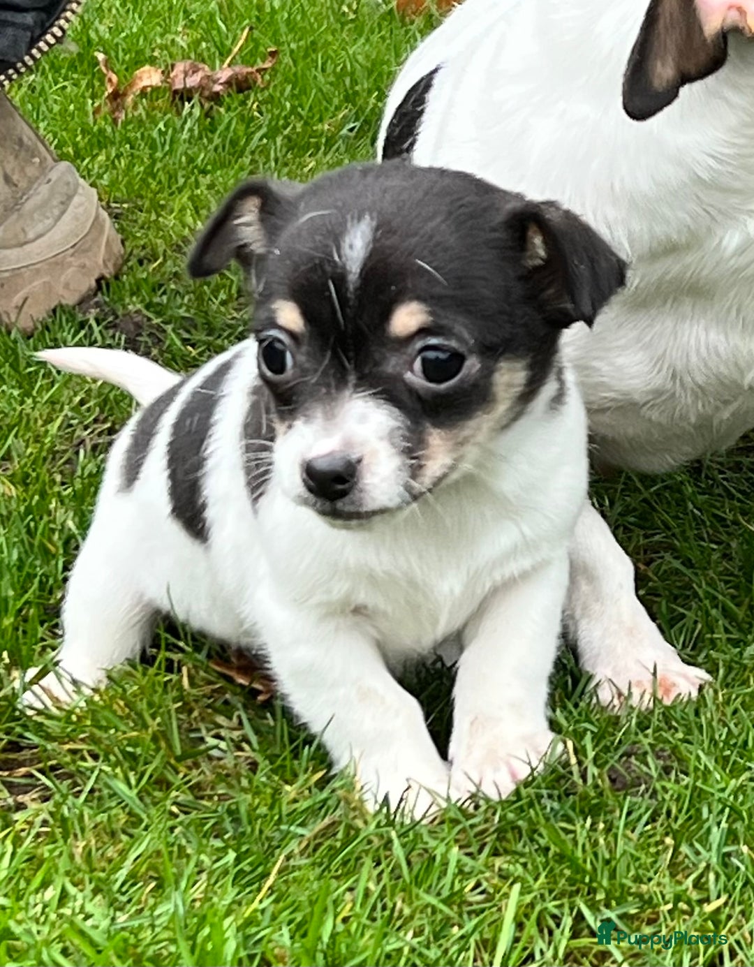 Jack Russel Terriër honden te koop: Jack Russell pup, teefje - Advertentie 3