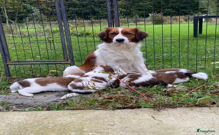 Kooikerhondje honden Prachtige kooikerpus  - Advertentie 4