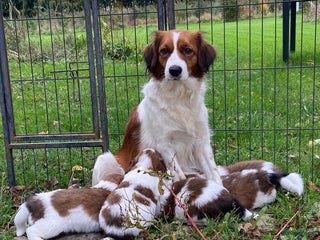 Kooikerhondje honden Prachtige kooikerpus - Advertentie 1