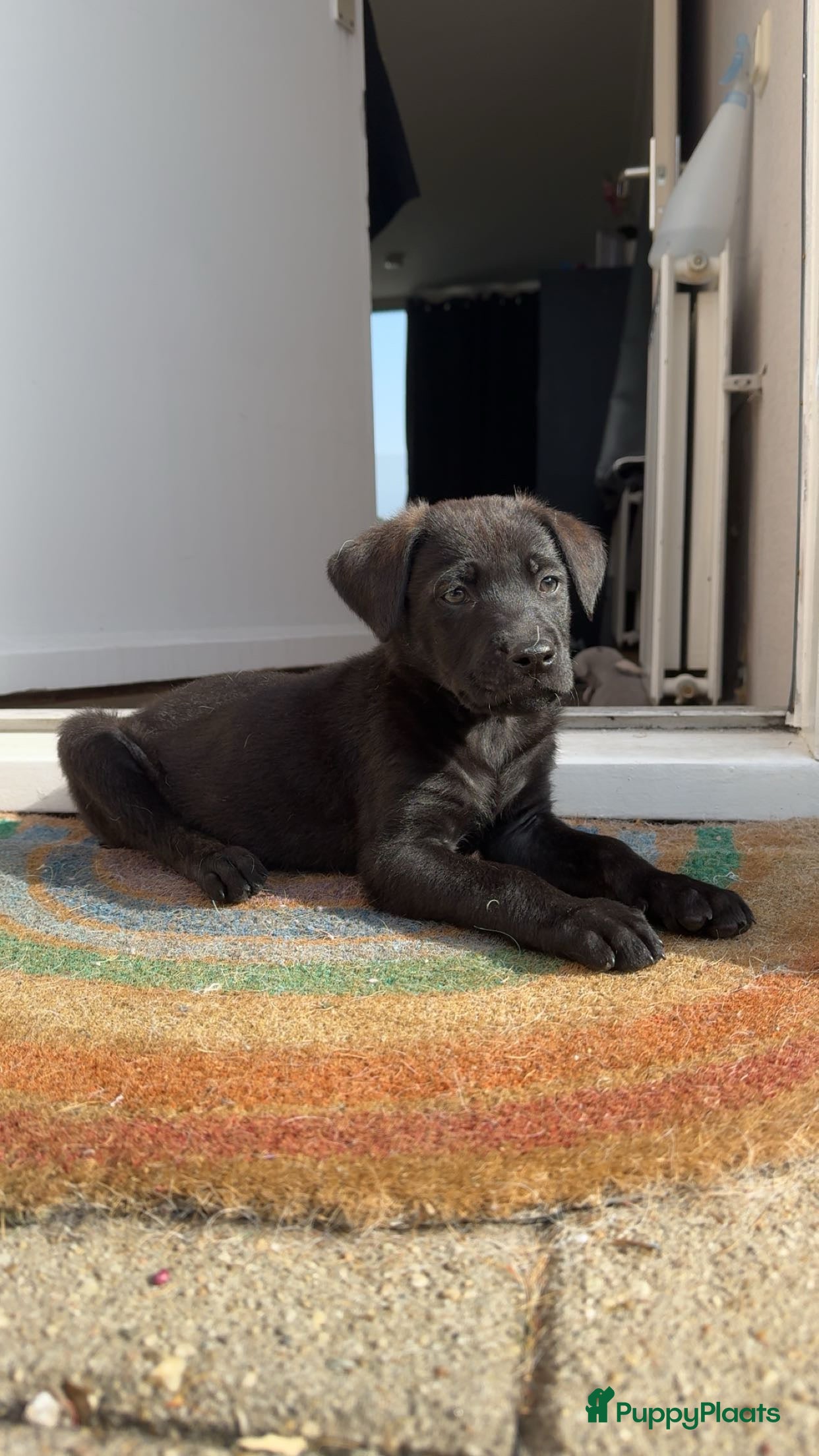 Kruising honden Labrador mix pup teefje - Advertentie 1