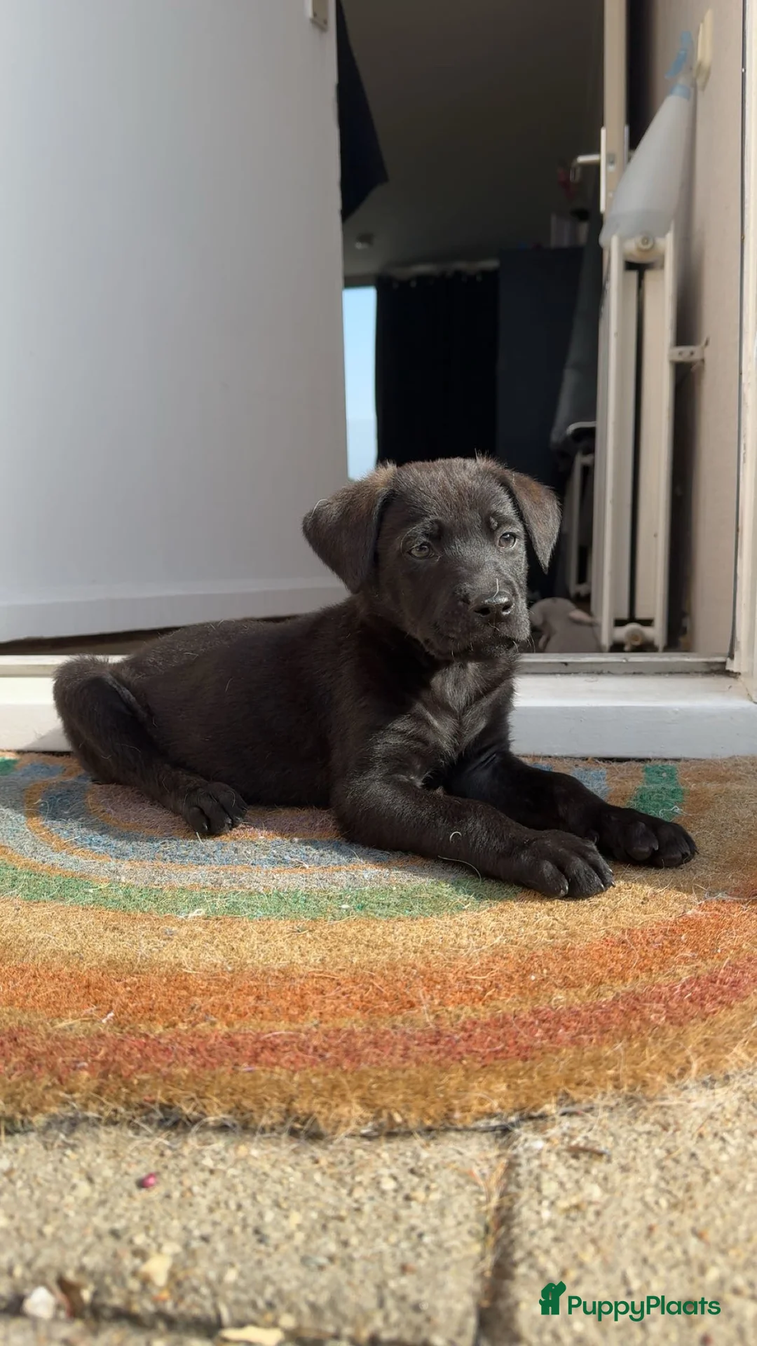 Kruising honden te koop: Labrador mix pup teefje - Advertentie 1