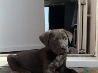 Kruising honden Labrador mix pup teefje - Advertentie 1