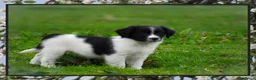 Kooikerhondje honden te koop: Prachtige Friese Stabij x kooiker - Advertentie 2