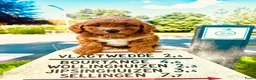 Cavapoo honden te koop: Cavapoo pups getest hypoallergeen mini doodle - Advertentie 11